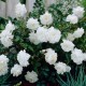 Trandafir pitic alb White Fairy 20-30 cm C3
